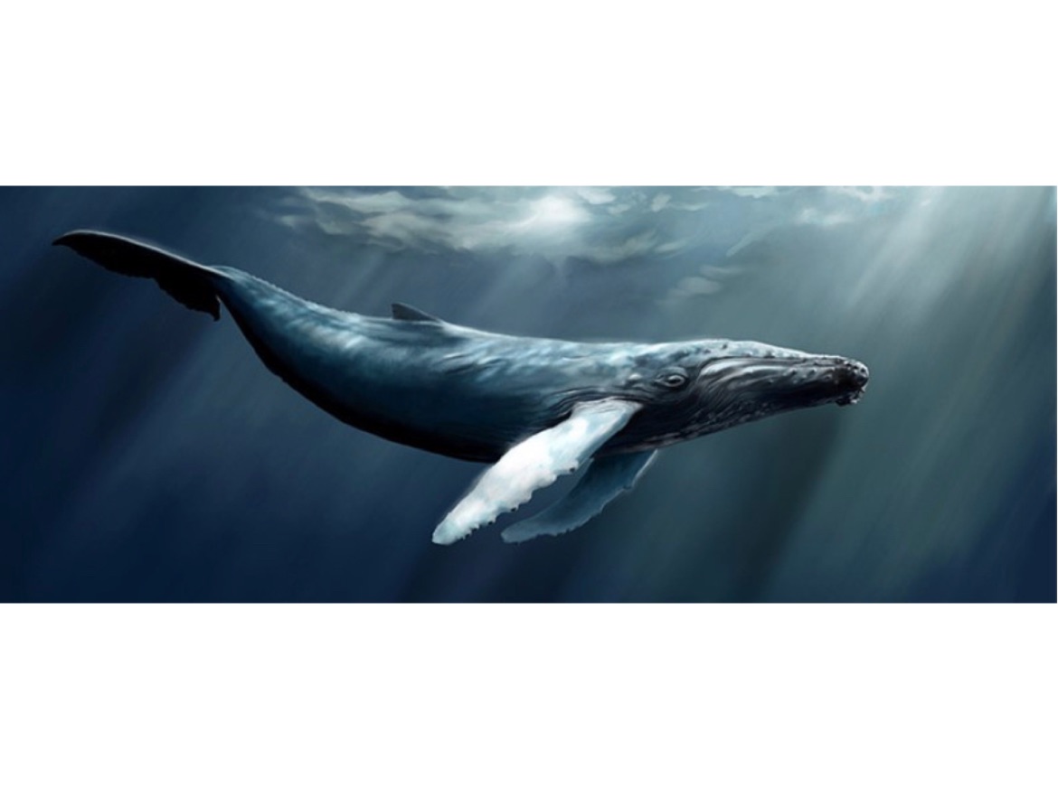 座头鲸和抹香鲸之间的相同点和不同点